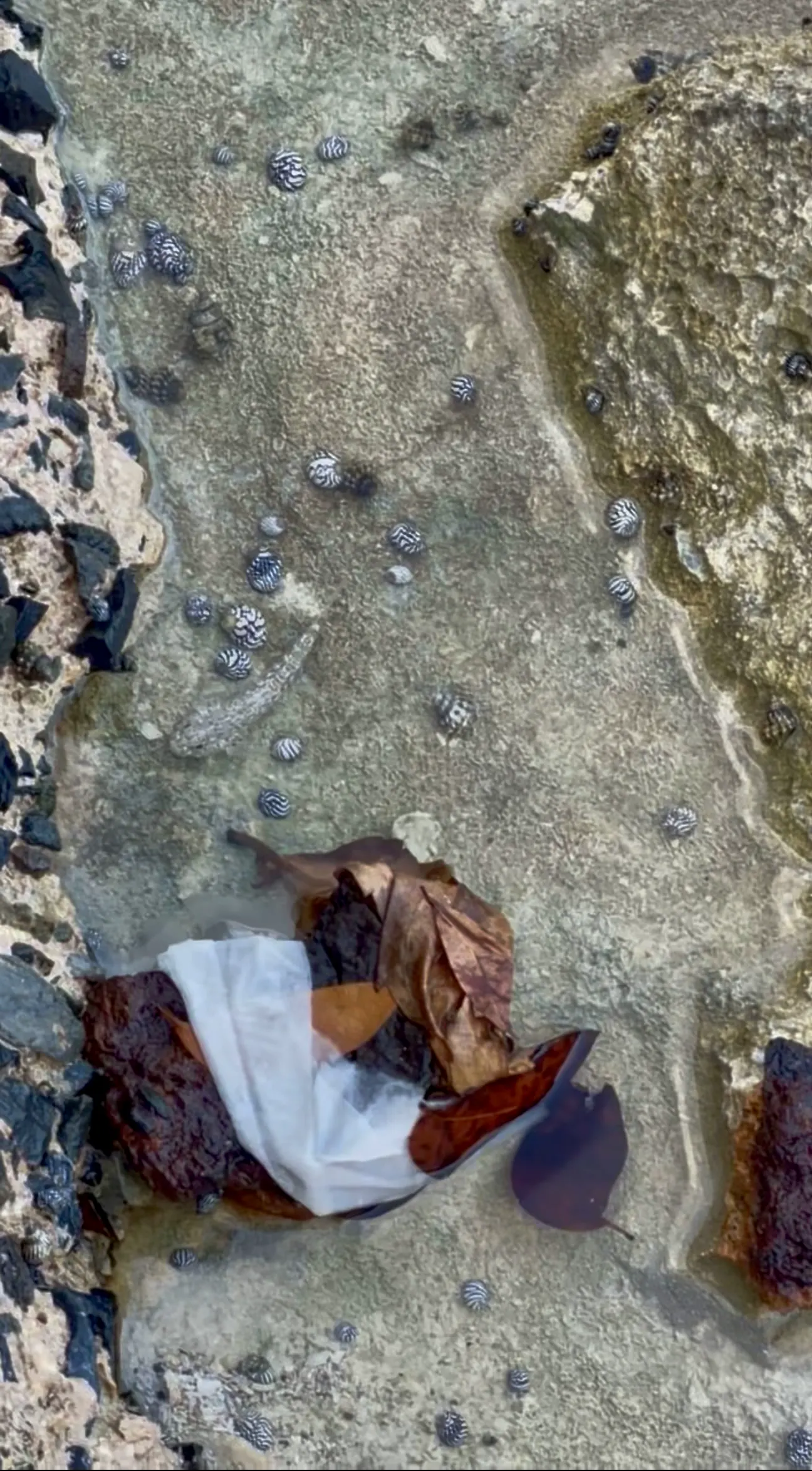 Plastic debris trapped in a shallow tide pool in St. Croix